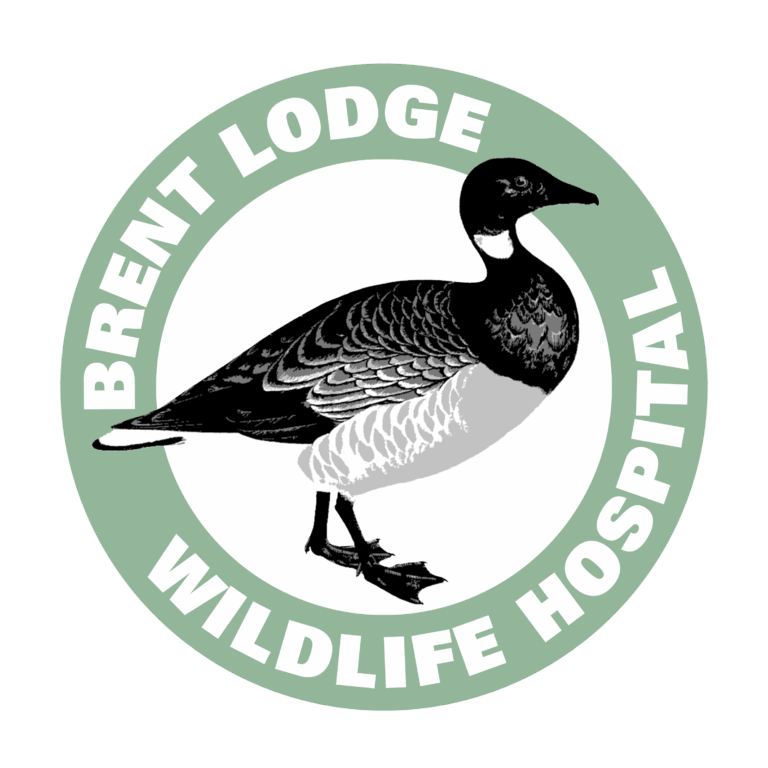 Brent Lodge Wildlife Hospital Mengham