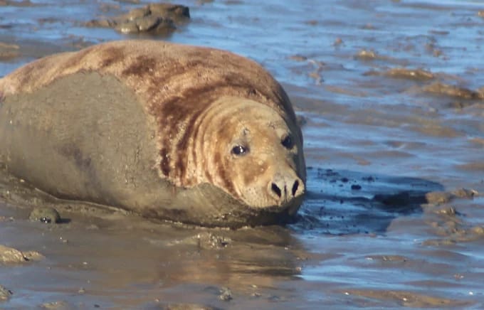 Hayling Boat TRips